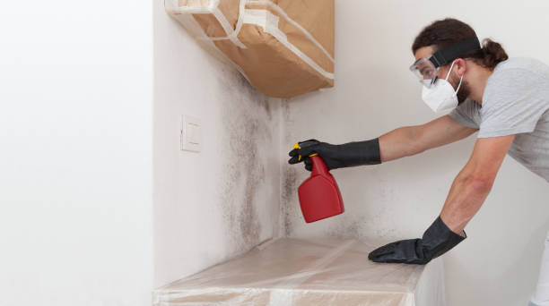 Basement Mold Remediation treatment on basement walls in Jamison
