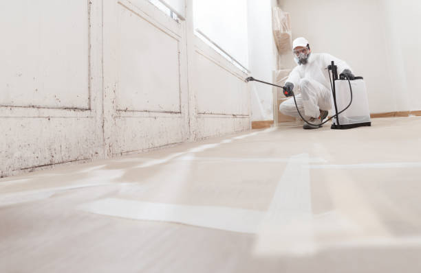 Black mold remediation team in Jamison